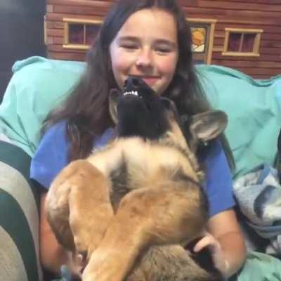 He thinks he's still a lap puppy.