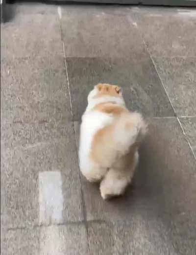 one question...Chonker or flonker?