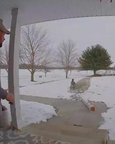 To stop a Great Dane