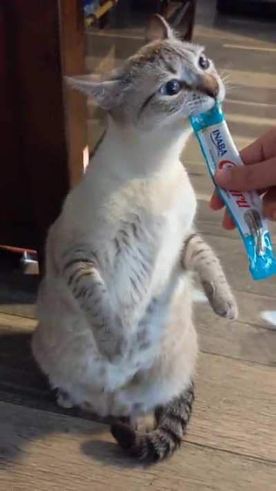 Cat.