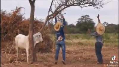 Two dudes just helping a cow