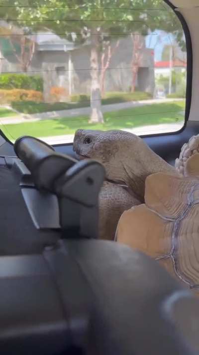 this tortoise looking through the window 🪟 🐢