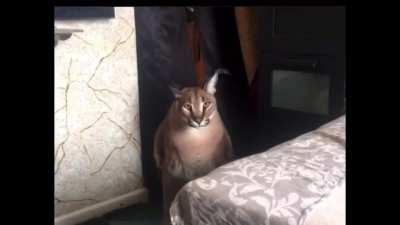 Gosha (wii crash noise)