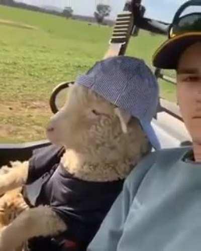 Just a dude and his sheep