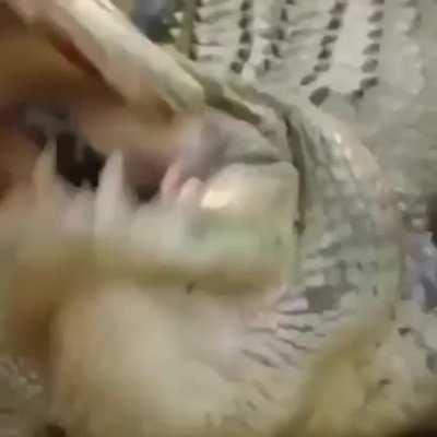 Australians are awesome