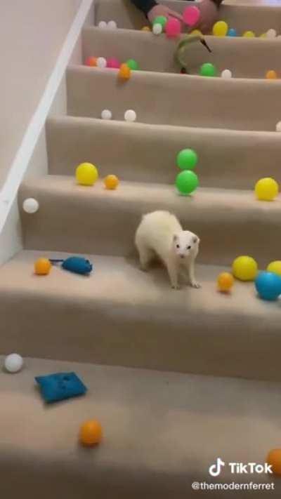 This deaf ferret has the cutest surprise face