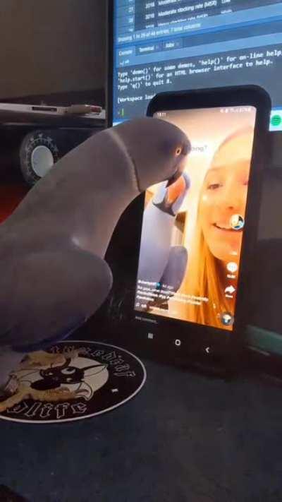 the 2 birb meet, he kik kik kik kik