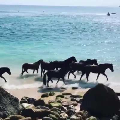 🔥 Wild horses enjoy the ocean