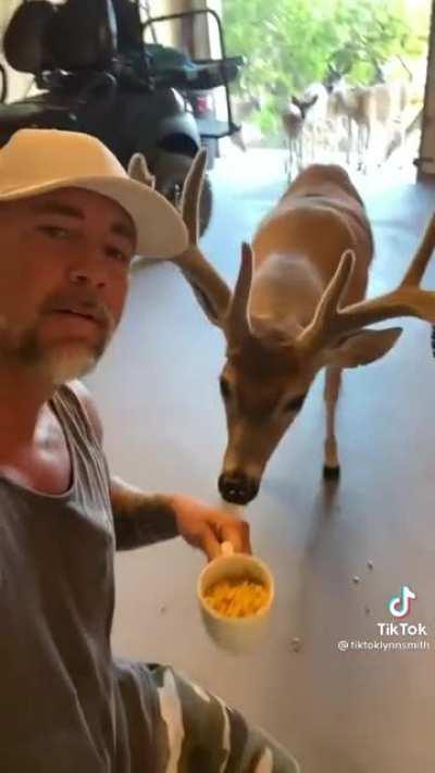 To feed wild deer oats in your garage