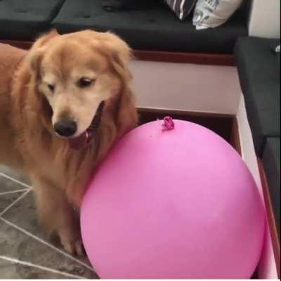 To exercise, to play? What is the dog is trying to do?