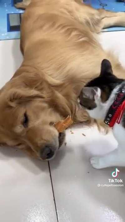 Ты спи, Шарик, спи...