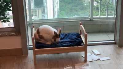 Bunny makes her bed and flops