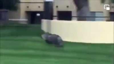 Hog Wild in real life.