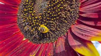 Busy bee - is it normal to have such pollen-heavy legs?
