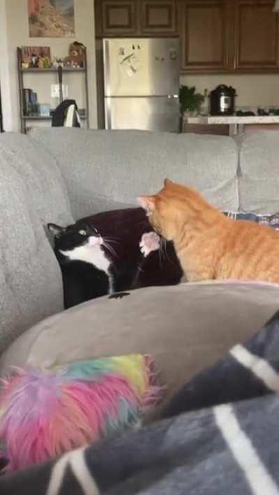 The old slap and run