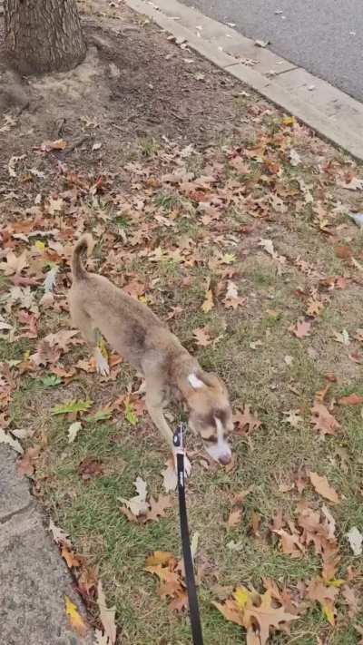 2 yo rat terrier / chi mix looking for his forever home.