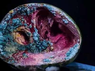 Время не щадит даже веселых арбузов.