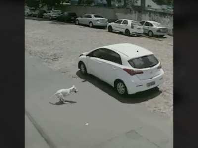 Woman leaves amputated dog in the street [TRIGGER WARNING]