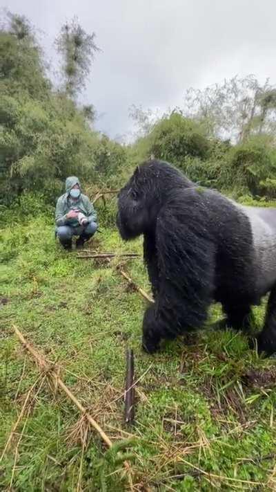 Wildlife Photographer close encounter with Silverback Gorillas