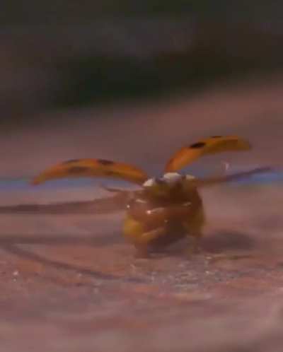 Perfectly captured ladybird flight in slow motion