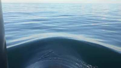 Gotta love pull-in day.