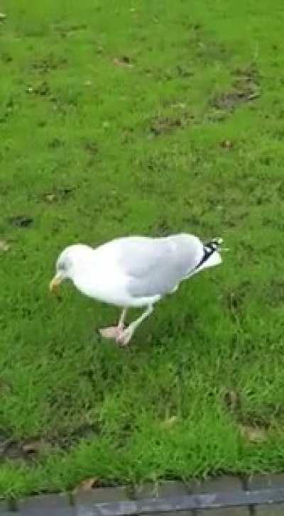 seagull dancing