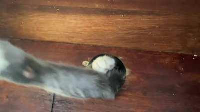 Found a hole in the floor while renovating, went downstairs to check it out but Kahlua had other ideas