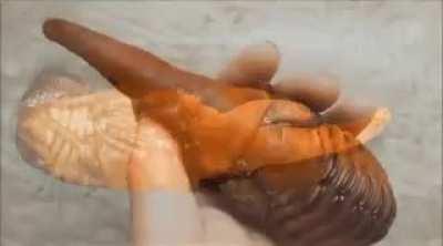 The metamorphosis of a Hercules Beetle.