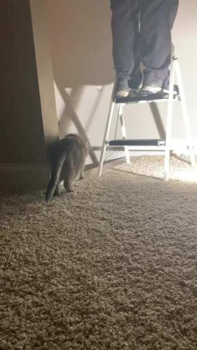 Hammer + chisel = 1 jumpy cat