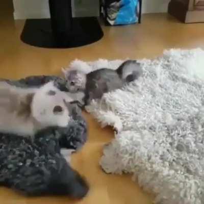 Kitty was a martial artist in his past life