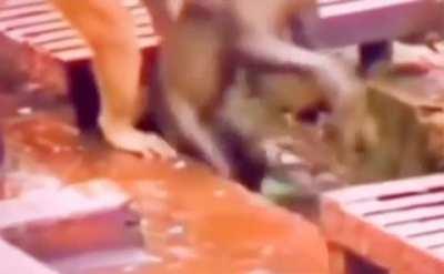 Первая обезьянья помощь