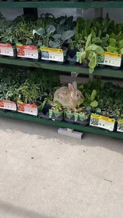 Mümmler trifft Baumarkt