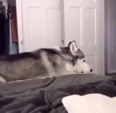Huskies are so overdramatic.