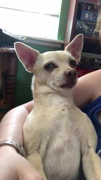 Piglet is ready for a nap.