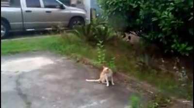 To mess with the cat