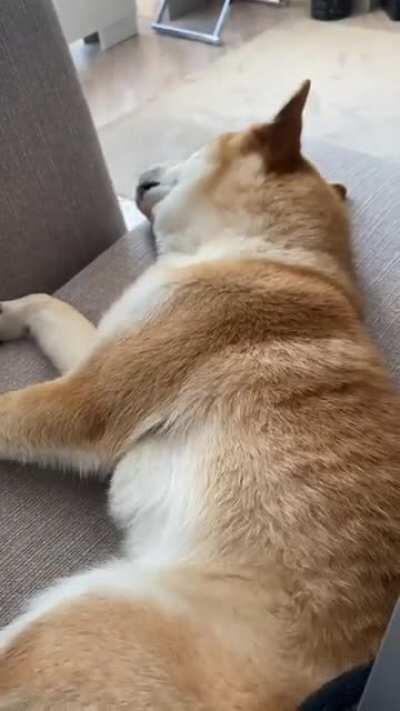 Dreaming doggo😂