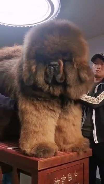 Tibetan Mastiff is huuuuge