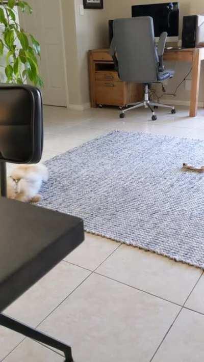 My 2 1/2 year old letting me know for the 8th time today that this rug, is infact, his