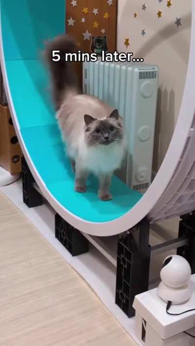 She thinks I don’t know she secretly moonlights as a midnight treadmill ninja. 🏃‍♀️🌙😹