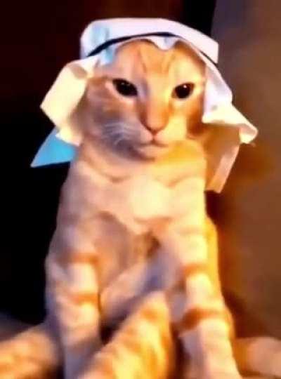 Habibi Cat