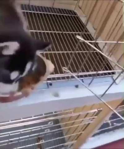 Food! Food! I love food! Give more food!