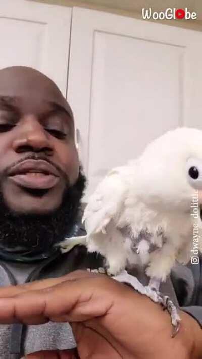 Cockatoo Dances to Beatbox