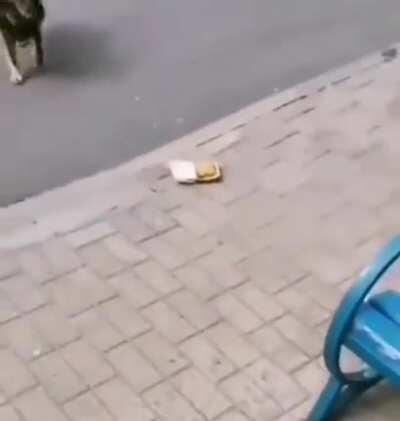 Giving McNuggets To A Hungry Stray Dog