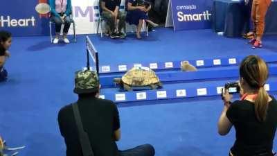 Have you ever heard the one about the rabbit vs the turtle?