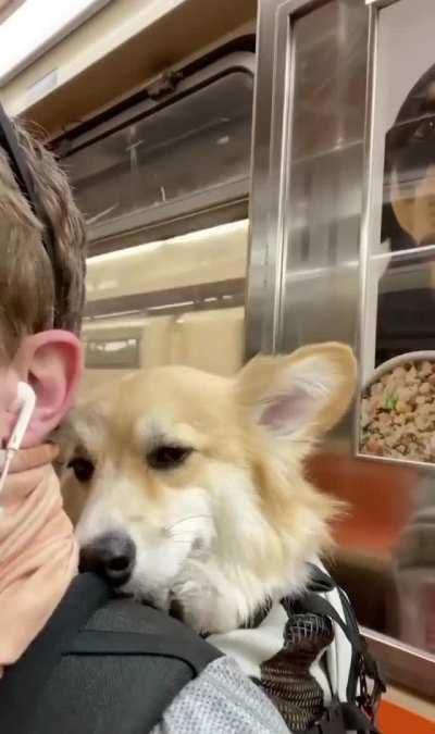 Dogs on the NYC subway need to be carried, so here's a corgi owner making do...