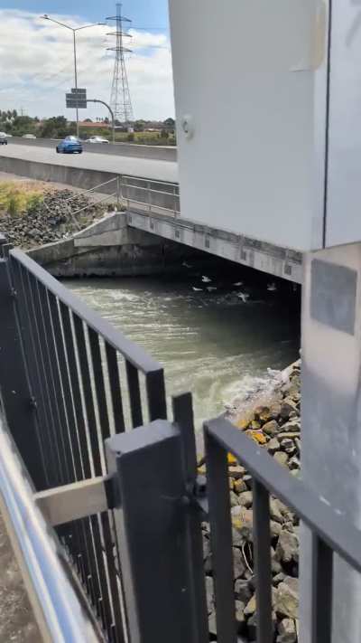 Seagulls using wind tunnel for leisure