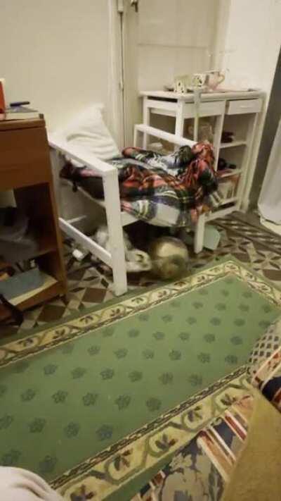 Mr BunBun is a natural talent