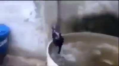 Cat becomes dumber every jump he takes