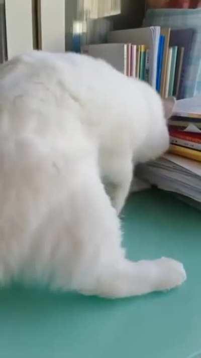 Stop! Cant you see I'm busy?