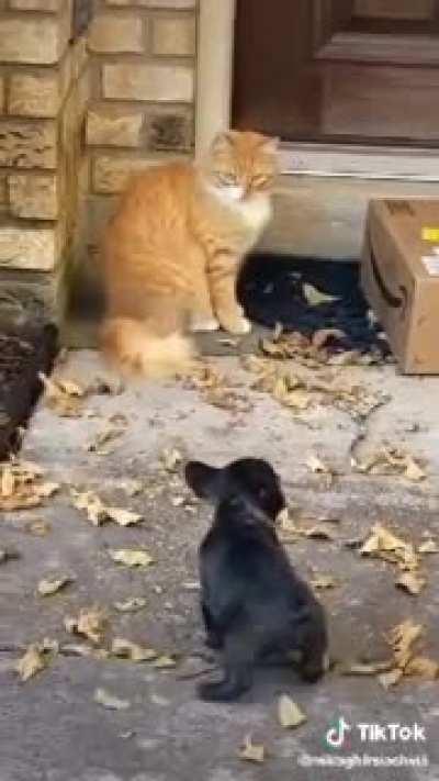 The pup bares his teeth...